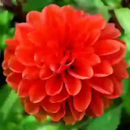 Decorative Dahlias for Bedding